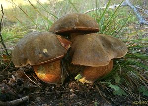 Klikni pro velký obrázek