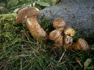 Klikni pro velký obrázek