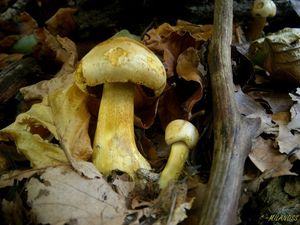 Klikni pro velký obrázek