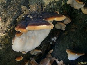 Klikni pro velký obrázek