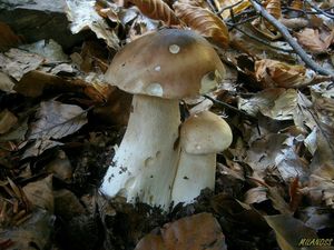 Klikni pro velký obrázek