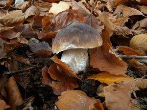 Klikni pro velký obrázek