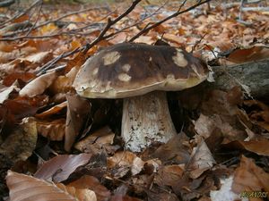 Klikni pro velký obrázek