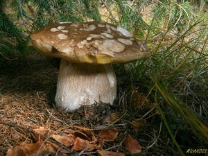 Klikni pro velký obrázek