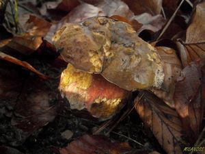 Klikni pro velký obrázek