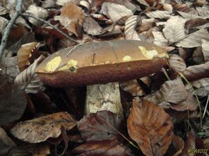 Klikni pro velký obrázek