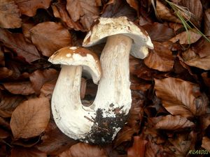 Klikni pro velký obrázek