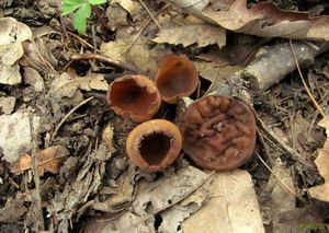 Klikni pro velký obrázek