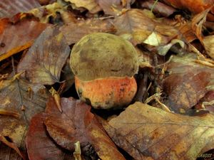 Klikni pro velký obrázek