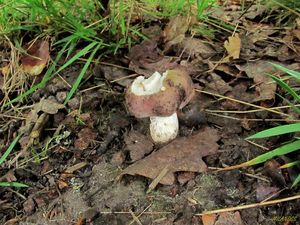 Klikni pro velký obrázek