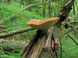 Klikni pro velký obrázek