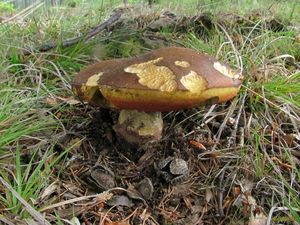 Klikni pro velký obrázek