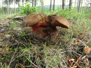 Klikni pro velký obrázek