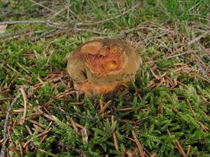 Klikni pro velký obrázek