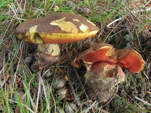 Klikni pro velký obrázek