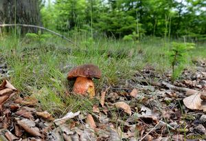 Klikni pro velký obrázek