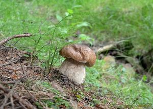 Klikni pro velký obrázek