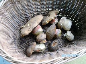 Klikni pro velký obrázek