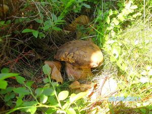 Klikni pro velký obrázek