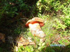 Klikni pro velký obrázek