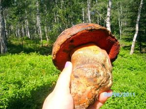 Klikni pro velký obrázek