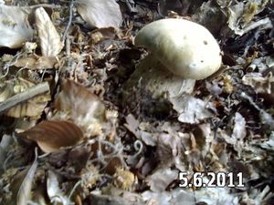 Klikni pro velký obrázek