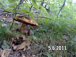 Klikni pro velký obrázek