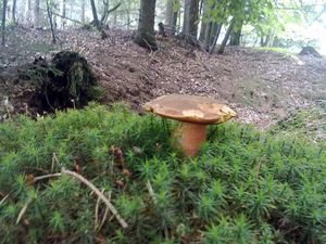 Klikni pro velký obrázek