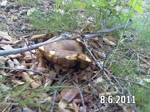 Klikni pro velký obrázek