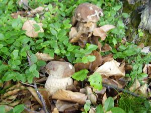 Klikni pro velký obrázek