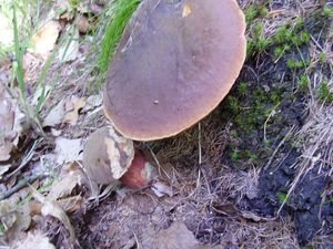 Klikni pro velký obrázek