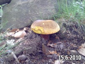 Klikni pro velký obrázek