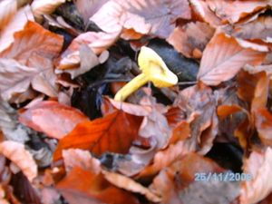 Klikni pro velký obrázek