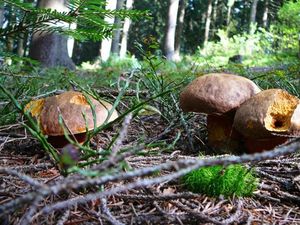 Klikni pro velký obrázek