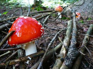 Klikni pro velký obrázek