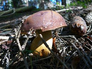 Klikni pro velký obrázek