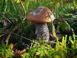 Klikni pro velký obrázek