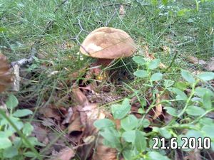 Klikni pro velký obrázek