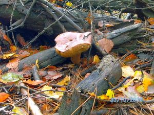 Klikni pro velký obrázek