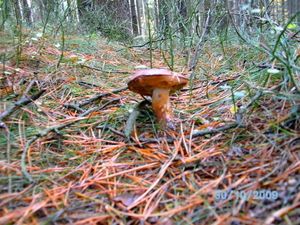 Klikni pro velký obrázek