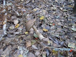 Klikni pro velký obrázek