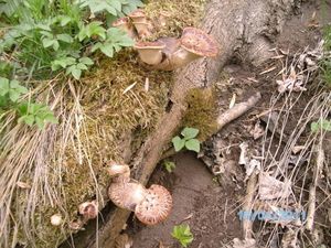 Klikni pro velký obrázek