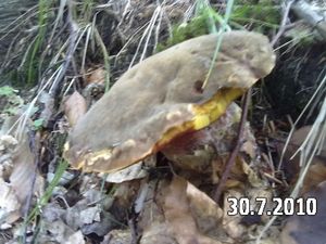 Klikni pro velký obrázek