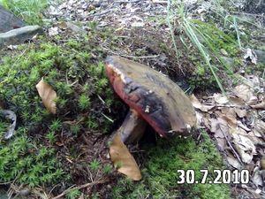 Klikni pro velký obrázek