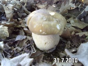 Klikni pro velký obrázek