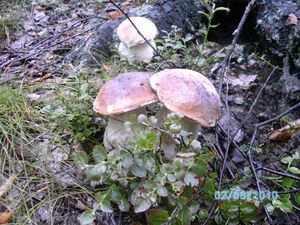 Klikni pro velký obrázek