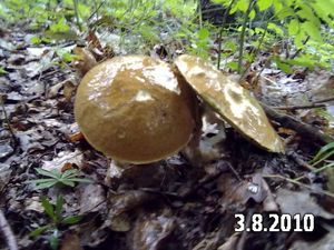 Klikni pro velký obrázek