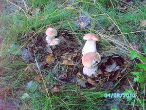 Klikni pro velký obrázek