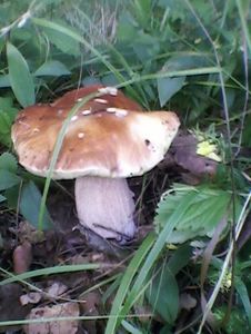 Klikni pro velký obrázek