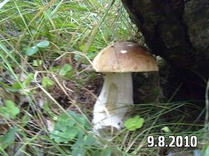 Klikni pro velký obrázek